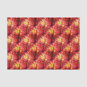 Papel De Seda Red Dahlia Flower Nature Patterno