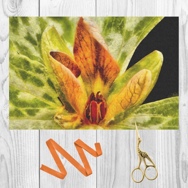 Papel De Seda Red Green Toadshade Trillium Bud Watercolor (Criador carregado)