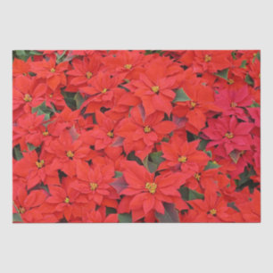 Papel De Seda Red Poinsettias I Festa Floral de Natal