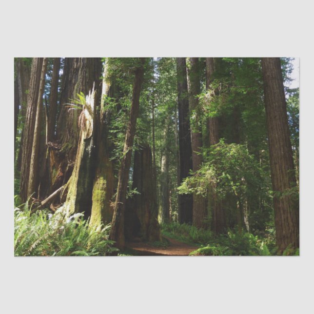 Papel De Seda Redwoods e Samambaias no Parque Nacional Redwood (Frente )