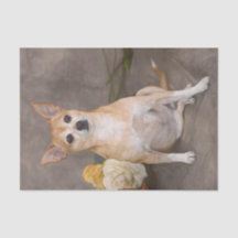 Retrato de animal de estimação em arte floral de c