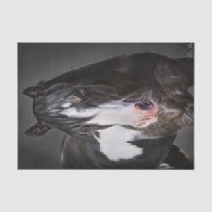 Papel De Seda Retrato de Cavalo II