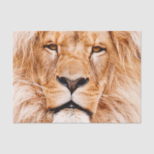 Papel De Seda Retrato de Closeup Animal da African Lion Wildlife