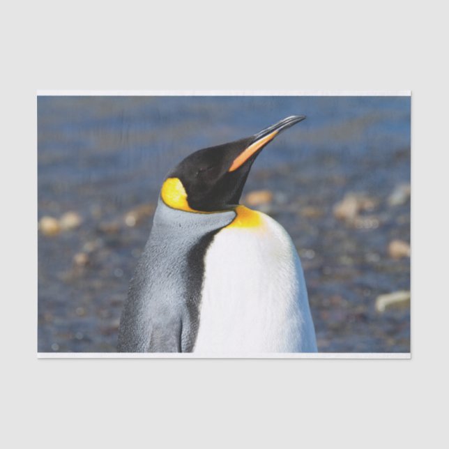 Papel De Seda Retrato de pinguim (Frente )