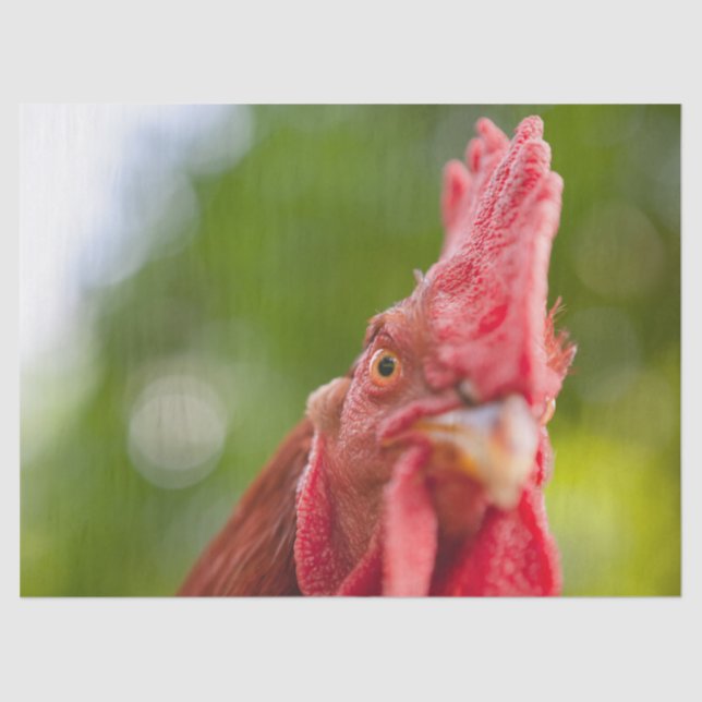 Papel De Seda Rhode Island Red Rooster (Frente )