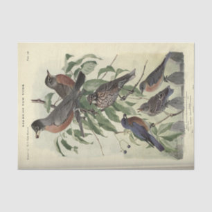 Papel De Seda Robbin De Decoupage Ephemera De Aves