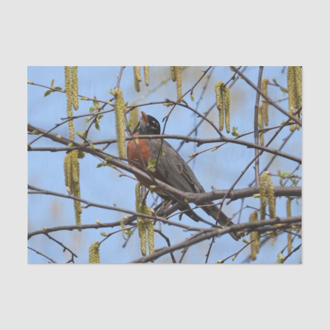 Papel De Seda Robin Primavera Blossoms Catkins americano (Frente )
