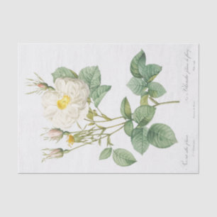 Papel De Seda Rosa alba foliacea