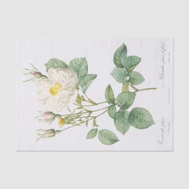 Papel De Seda Rosa alba foliacea (Frente )