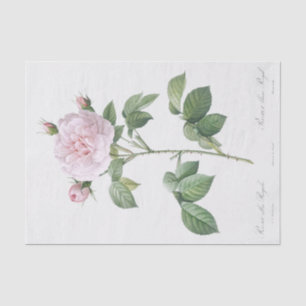 Papel De Seda Rosa alba regalis