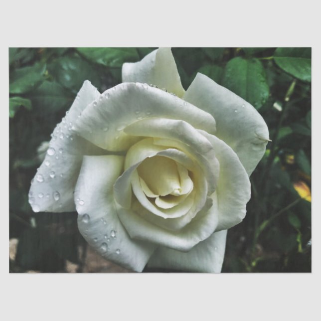 Papel De Seda Rosa branca com fundo escuro (Frente )