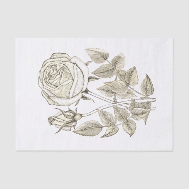 Papel De Seda Rosa Branca de Beige, Beige Botânica Elegante (Frente )