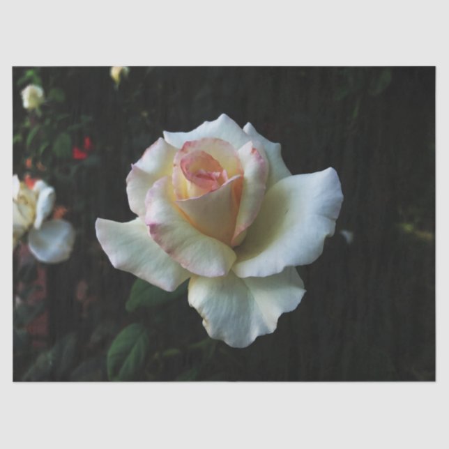 Papel De Seda Rosa branca solteiro (Frente )