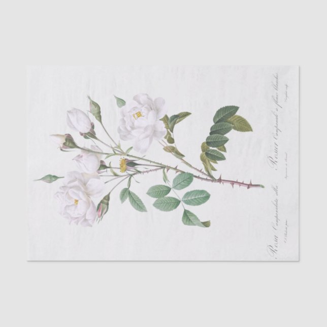 Papel De Seda Rosa campanulata alba (Frente )