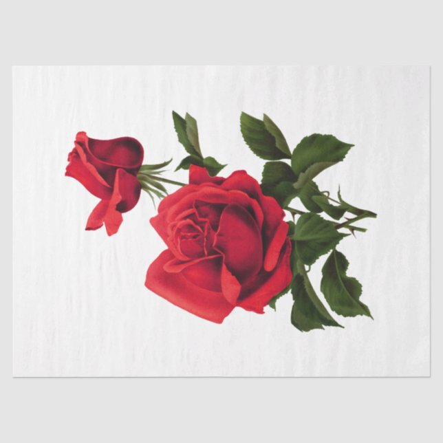 Papel De Seda Rosa da série 115 (Frente )