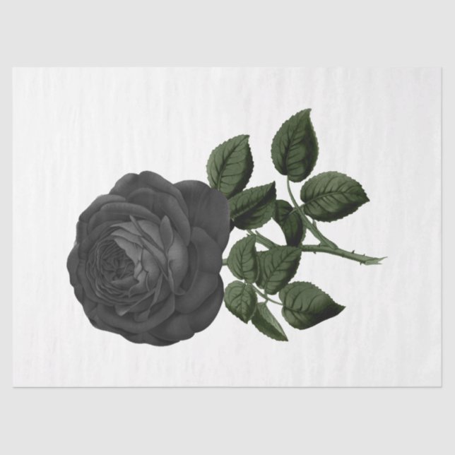 Papel De Seda Rosa da série 31 (Frente )