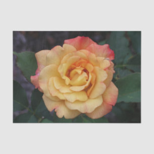 Papel De Seda Rosa de Paz Belo Rosa e Amarelo Floral
