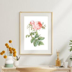 Papel De Seda Rosa de pintura digital Redouté