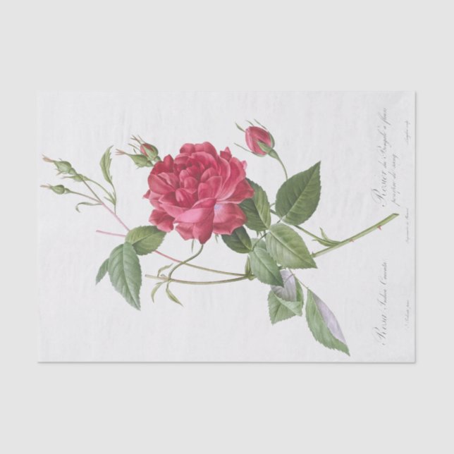 Papel De Seda Rosa indica cruneta (Frente )