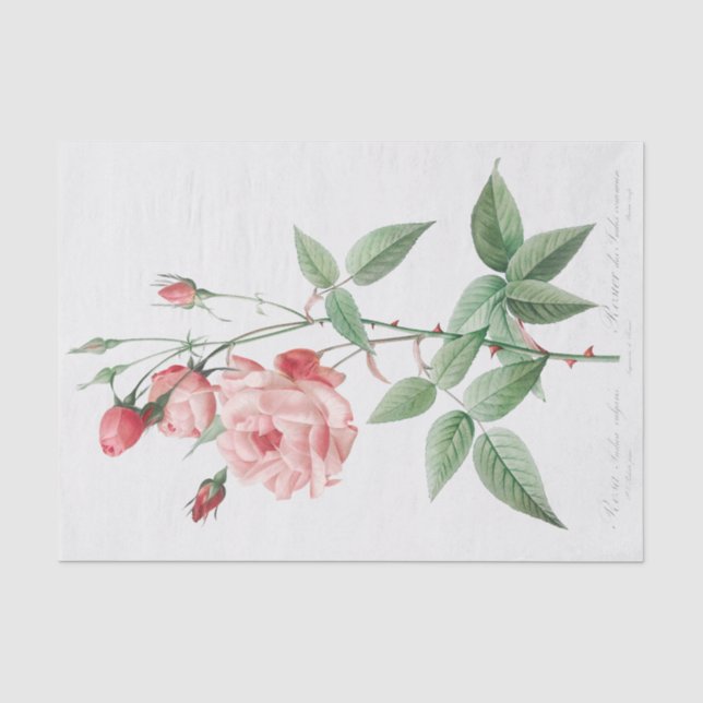Papel De Seda Rosa Indica Vulgaris (Frente )