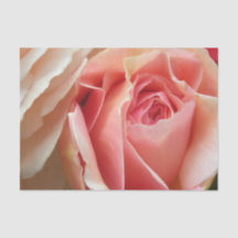 Rosa perfeito do Pastel