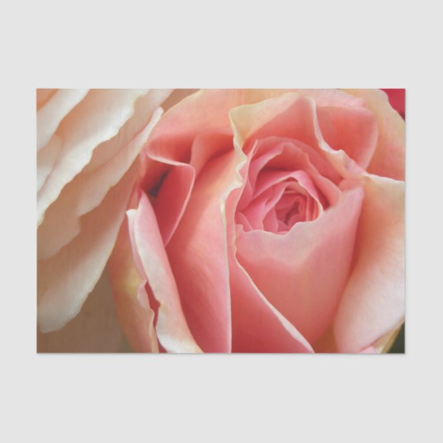 Papel De Seda Rosa perfeito do Pastel (Frente )