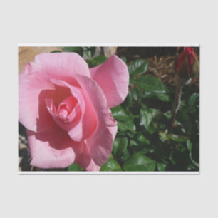 Papel De Seda Rosa Rosa Rosa Rosa e Jardim de Budas