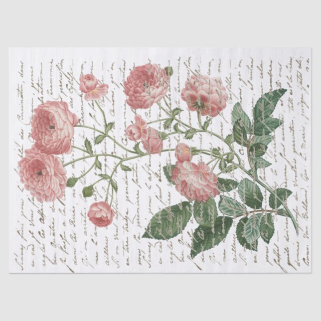 Papel De Seda Rosa Rosa Rosa Rosa Rosa Rosa Rosa Rosa Rosa Rosa, (Frente )