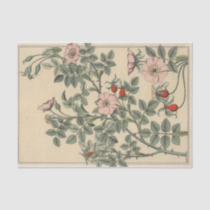 Papel De Seda Rosa Silvestre, Série de Botânica de Eugene Grasse