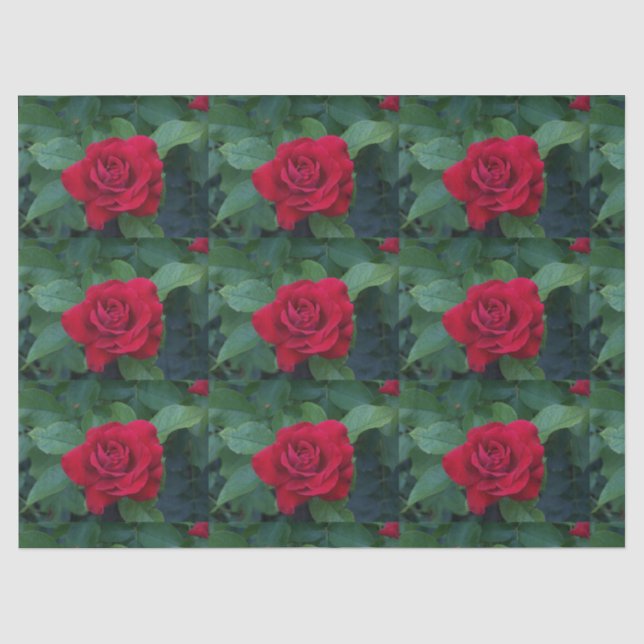 Papel De Seda Rosa Vermelha de Perto (Frente )