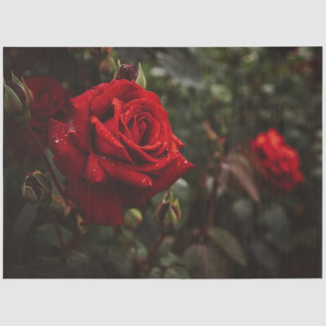 Papel De Seda Rosa vermelha Floral Bonito 20x30 (Frente )