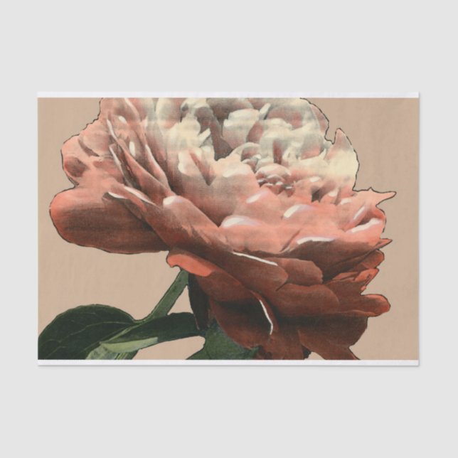 Papel De Seda Rosa vermelha Ruby com Destaques Brancos (Frente )