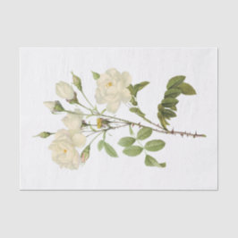 Papel De Seda Rosas Brancas Antigas #2 Flores Floral