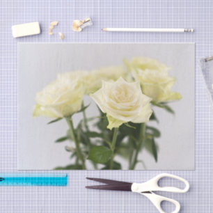 Papel De Seda Rosas Brancas Elegantes Com Hastes Verdes Fotograf