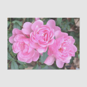 Papel De Seda Rosas feericamente cor-de-rosa