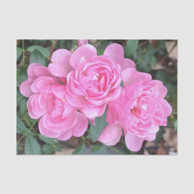 Papel De Seda Rosas feericamente cor-de-rosa (Frente )