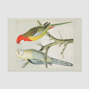 Papel De Seda Rosella Parrakeets