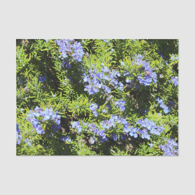 Papel De Seda rosmaninho em floração (Frente )