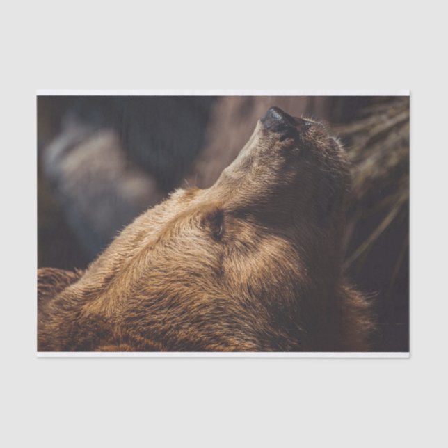 Papel De Seda Rosto castanho (Frente )