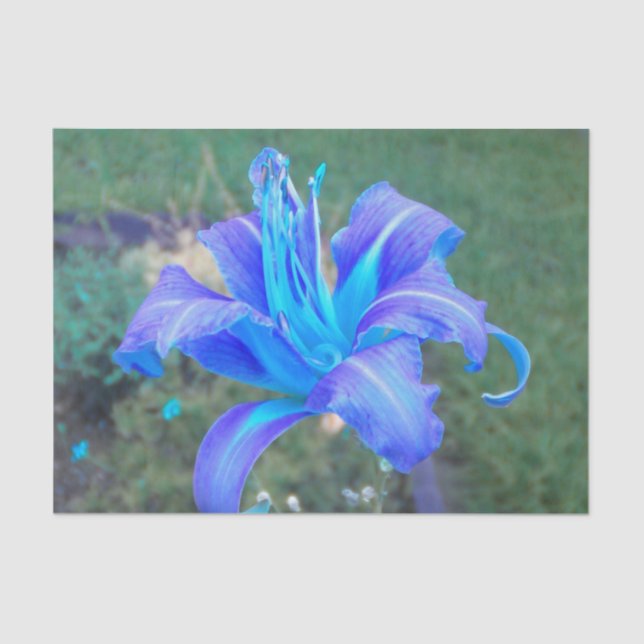 Papel De Seda Roxo N Turquesa Daylily (Frente )