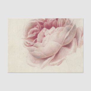 Papel De Seda Roze Roos (1792) - Eterno Vintage Arte Botânica