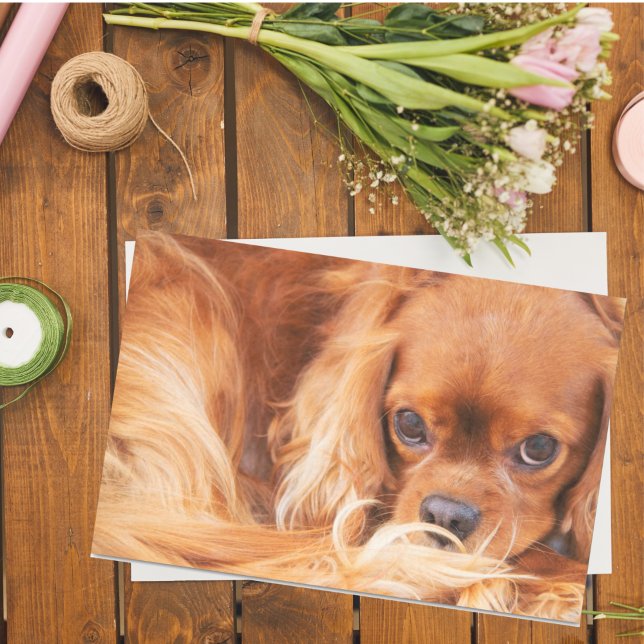 Papel De Seda Ruby Cavalier King Charles Spaniel (Criador carregado)