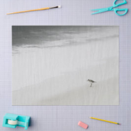 Papel De Seda Sandpiper costeiro na praia