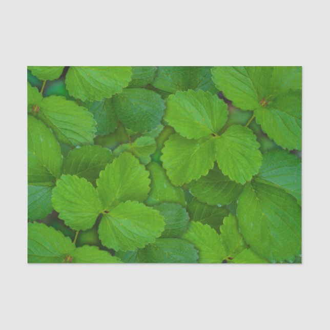 Papel De Seda Santo Basil Tulsi Green Mint Folhas (Frente )