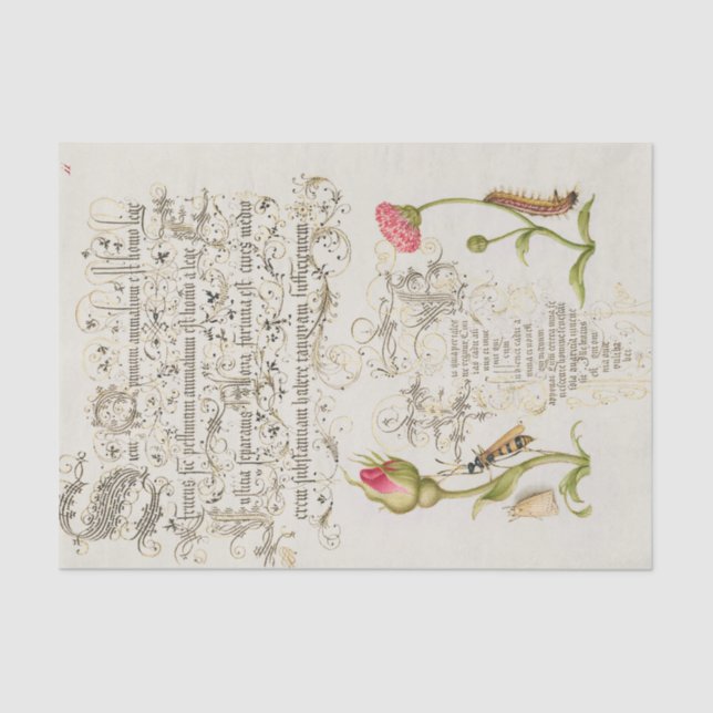 Papel De Seda Script Wainscot com Flores e Insetos (Frente )