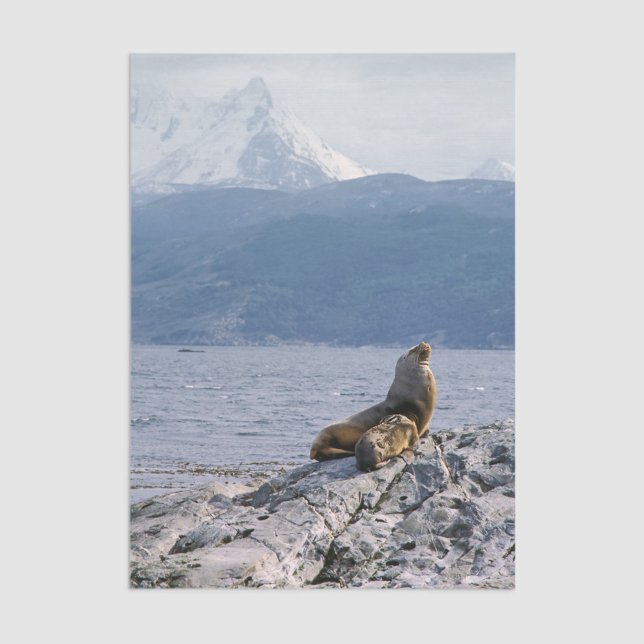 Papel De Seda Sea lions in beagle channel - Argentina (Criador carregado)