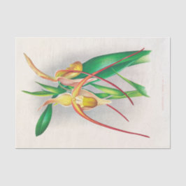 Papel De Seda Selenipedium Grande (Orchid) por Jean Jules Linden