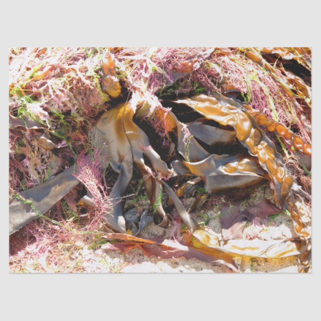 PAPEL DE SEDA SEMENTE MARÍTIMA (Frente )