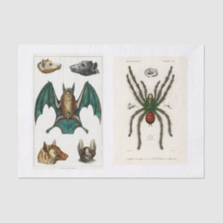 Papel De Seda Separação da coleção de Halloween