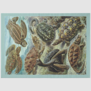 Papel De Seda Separação das tartarugas e tartarugas do mar de co
